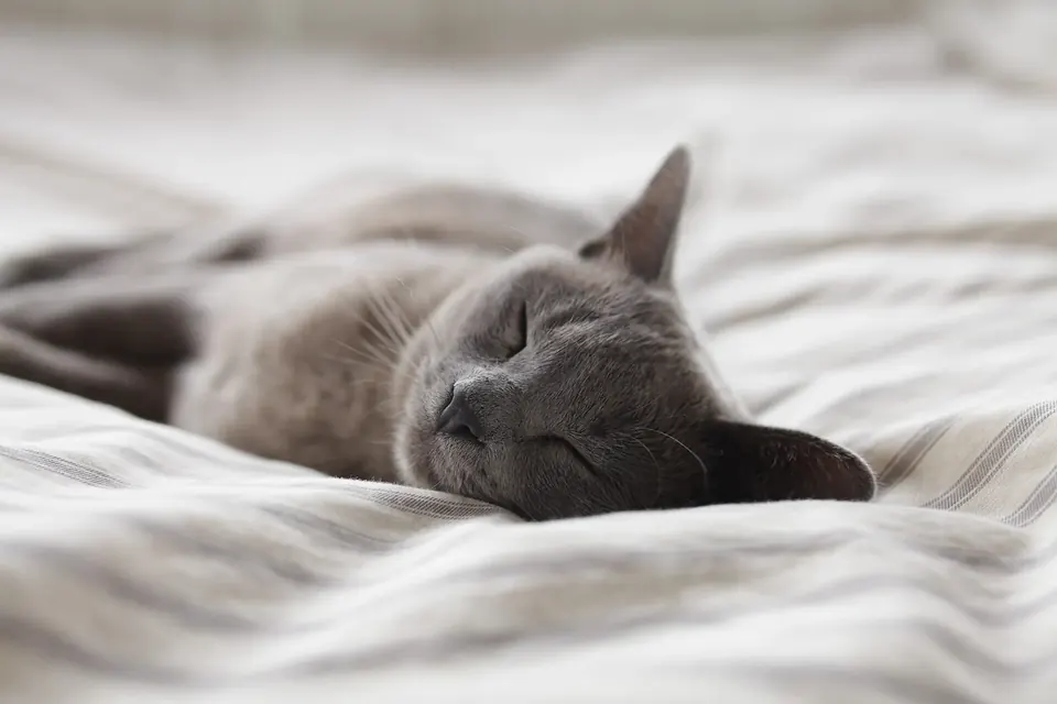 A grey cat asleep on soft white bedding